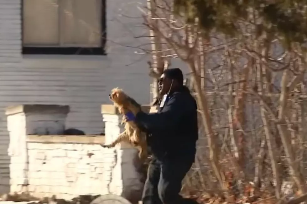 38 Dogs Found Living in Brutal Conditions Inside Michigan Home